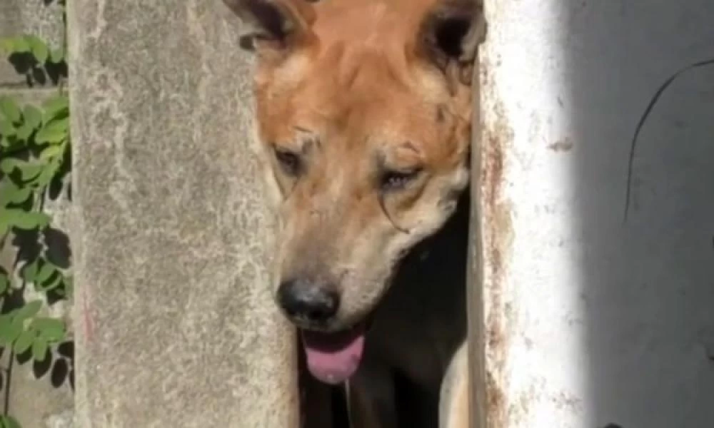 Ερωτευμένο σκυλάκι κόλλησε σε φράχτη στη προσπάθειά του να φτάσει στη φίλη του